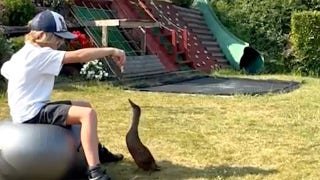 Boy rescued seven ducklings and now they waddle after him all over town