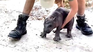 Baby pygmy hippo tries to dodge handler after being pushed from pond