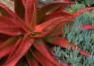 red aloe vera becoming the most wanted ingredient in personal care