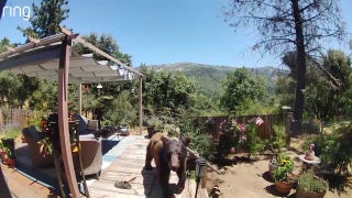Woman startled by bear on her porch uses camera's 'two-way talk' feature to take action