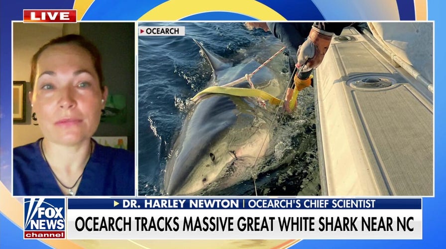Massive great white shark tracked near North Carolina