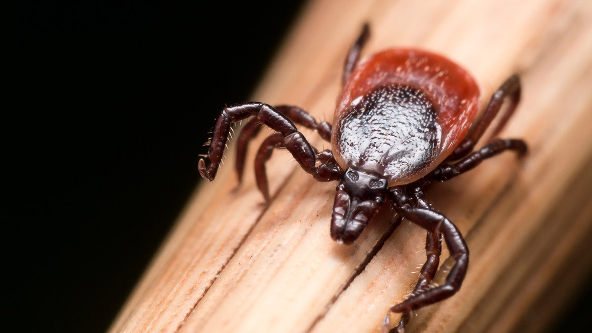 Close up photo of adult female deer tick crawling on piece of straw